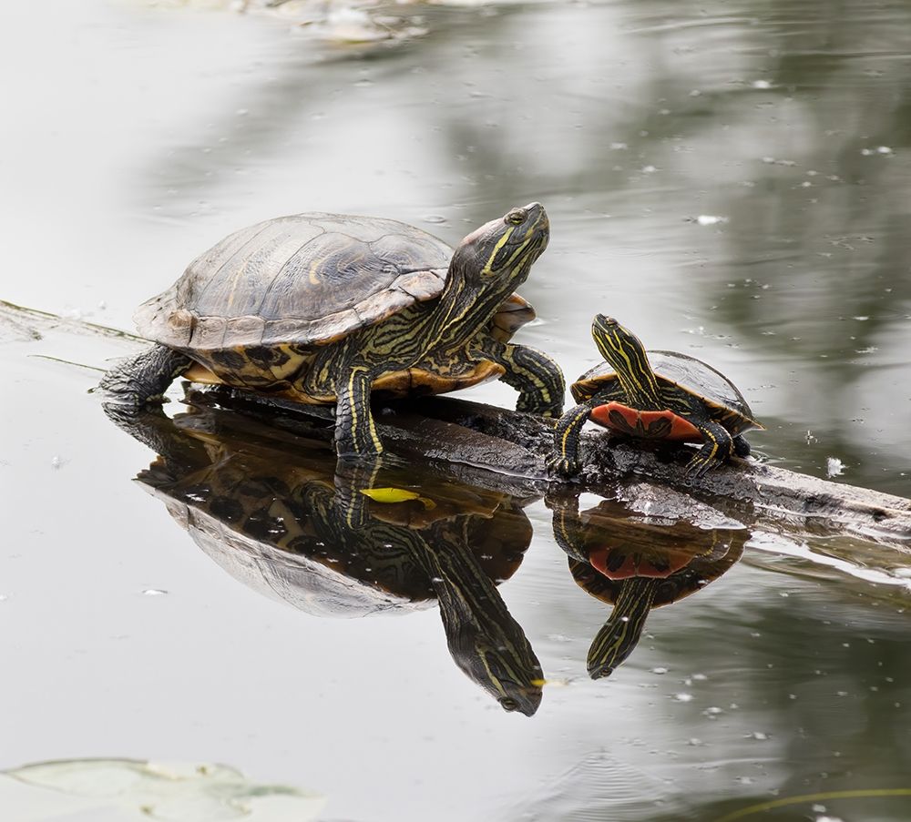 Washington State-Lake Washington Painted turtles on log